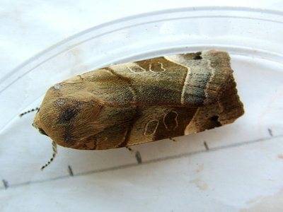 Broad-bordered Yellow Underwing